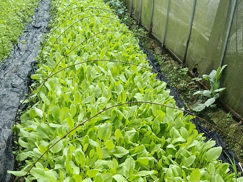 BB漆（尊享装）